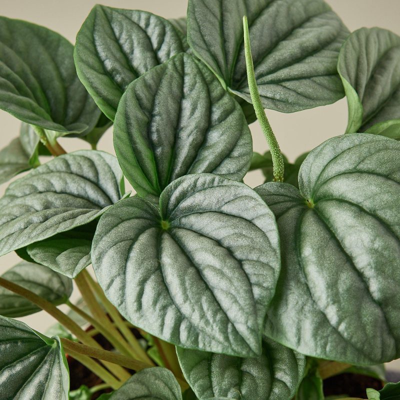 1 Peperomia Frost 6 DETAIL