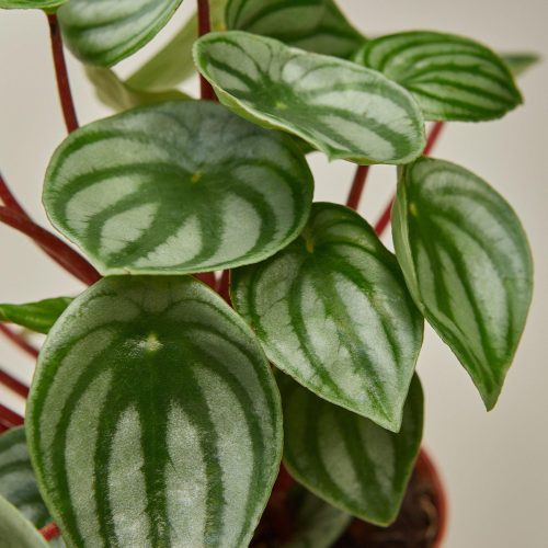 1 Peperomia Watermelon 4DETAIL