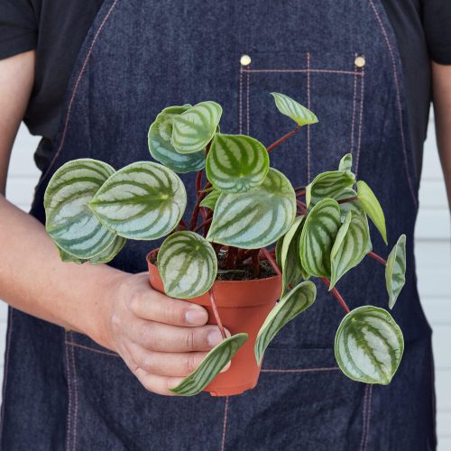 1 Peperomia Watermelon 4HOLD