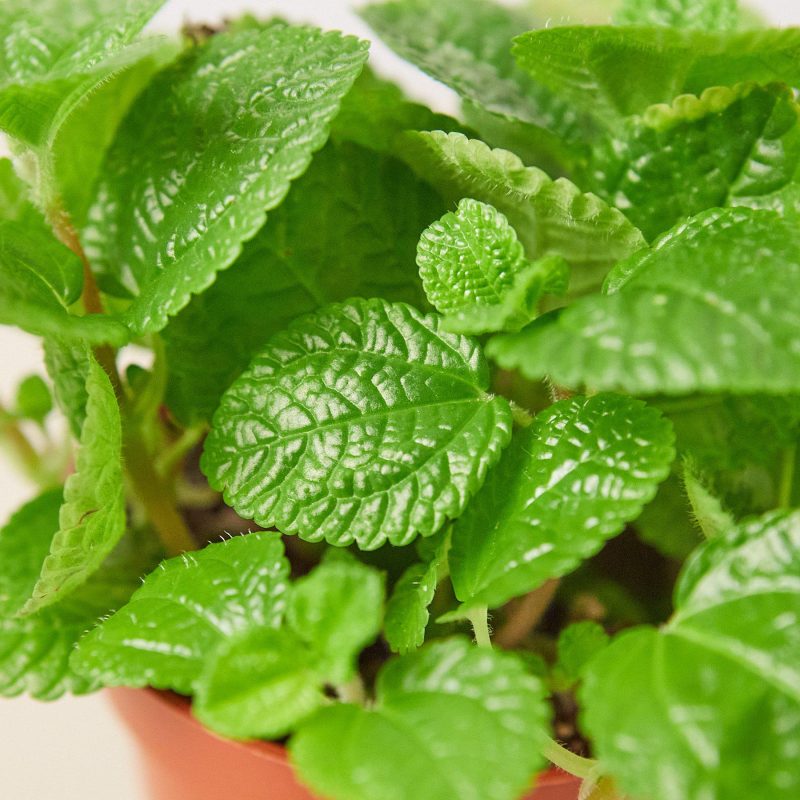 1 Pilea Crinkle 4DETAIL