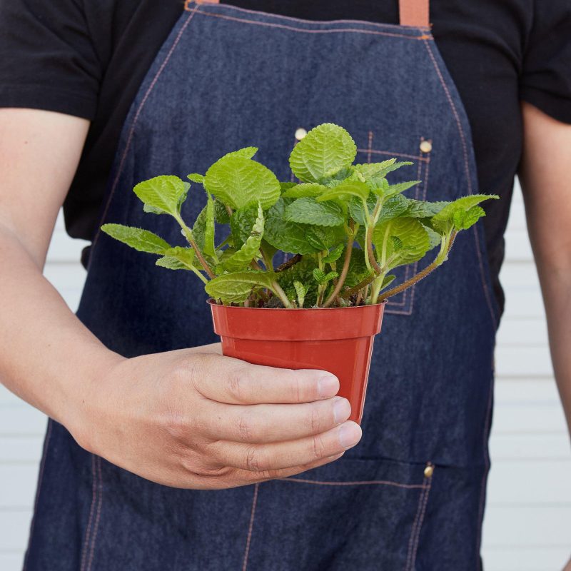 1 Pilea Crinkle 4HOLD