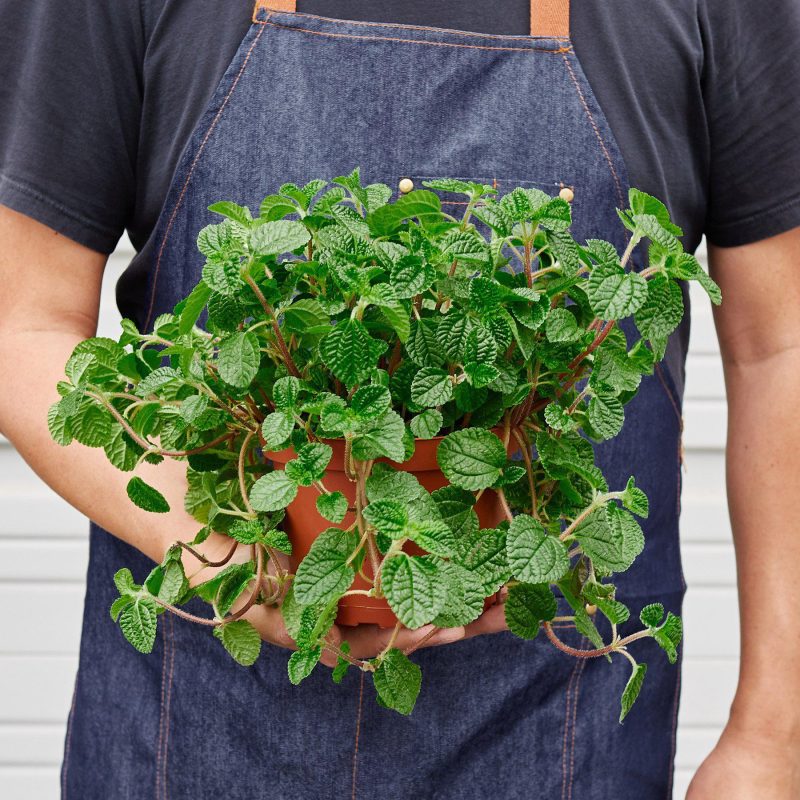 1 Pilea Crinkle 6 HOLD