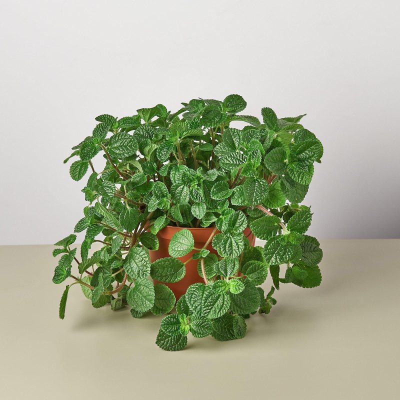 1 Pilea Crinkle 6 fc8f5d06 9693 4c63 84c3 b3425821a062