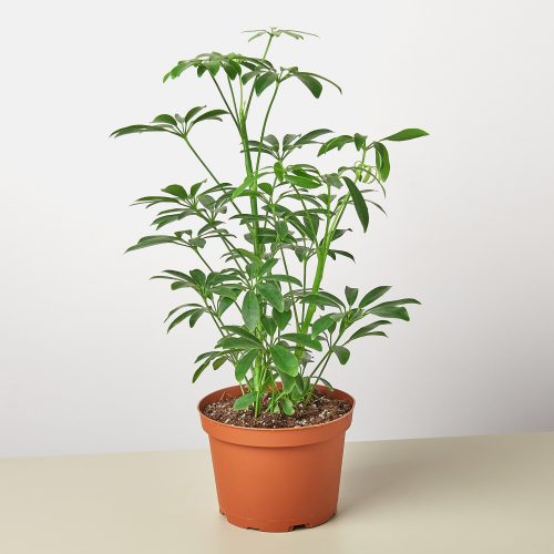 1 Schefflera Arboricola 6 6