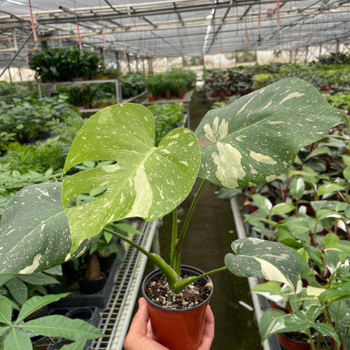 1MONSTERA THAI.CONSTELLATION