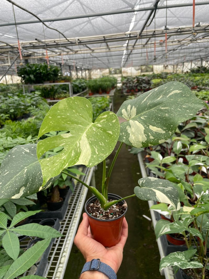 1MONSTERA THAI.CONSTELLATION