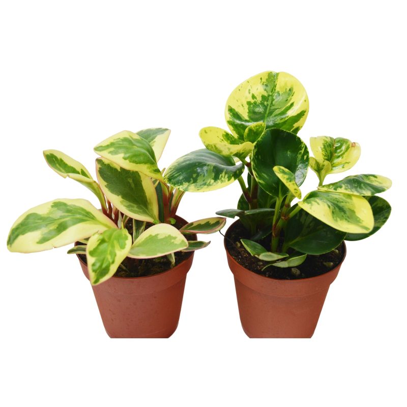 2 Peperomia Ginny 4 2 038d68a2 9d1c 4354 8866 9d36968d3ce0