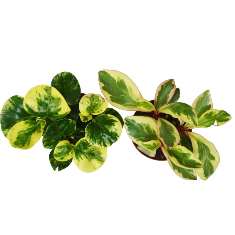 2 Peperomia Variety 4 2 de6301bd cac0 494e a782 ff506800fae4