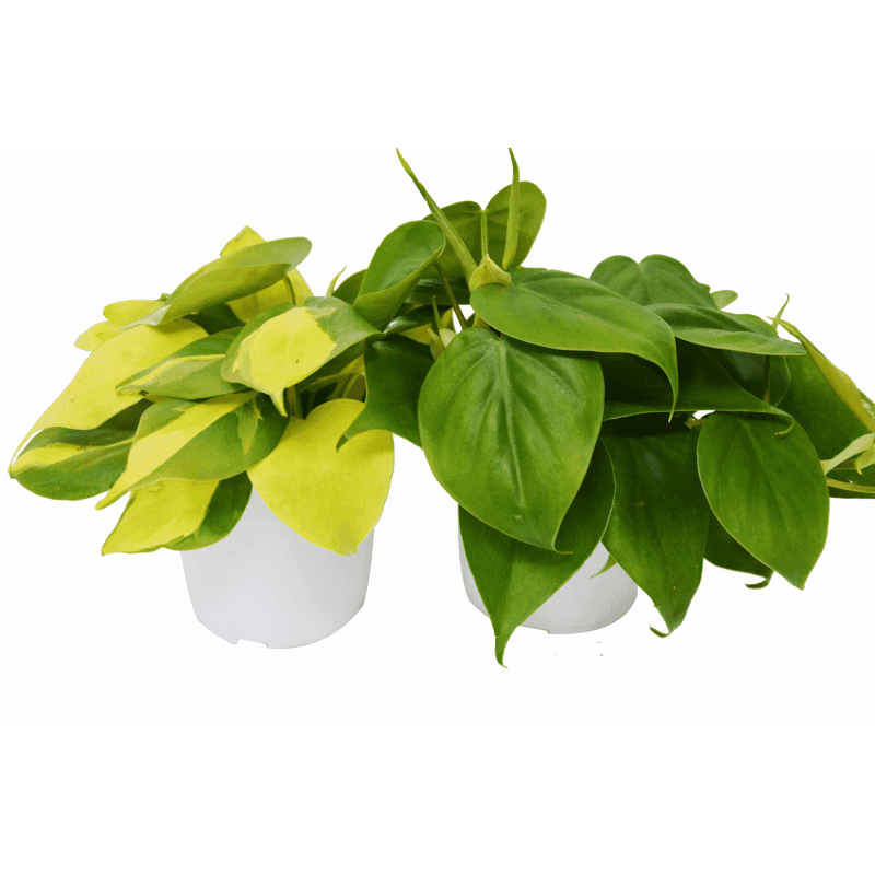 2 Philodendron Variety 4 2 78670027 9d3a 4faa ad8a 31551259a9c9