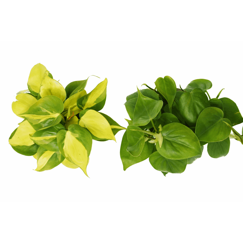 2 Philodendron Variety 4 3 d8304b4b f9f6 4273 ac33 bf218c4e661c