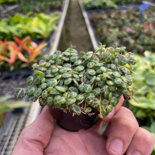 2 PEPEROMIA STRING.OF .TURTLES TEMP 2.23.24