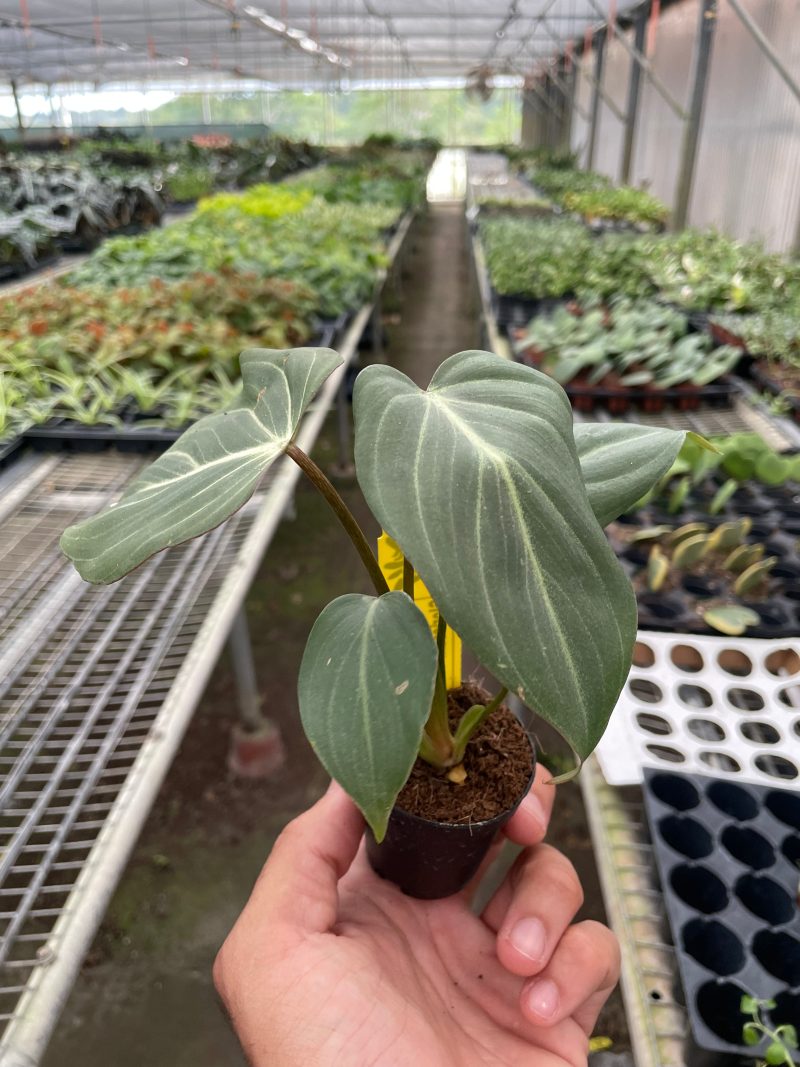 2 PHILODENDRON GLORIOSUM TEMP 10.13.23