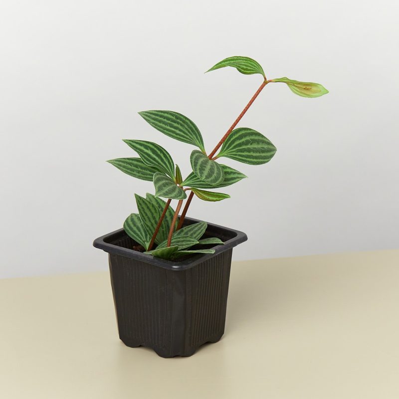 3 PEPEROMIA PARALLEL 1 a7373900 d36b 4c44 a741 5acb64b51992