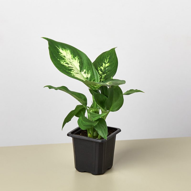 3 DIEFFENBACHIA CAMILLE 1