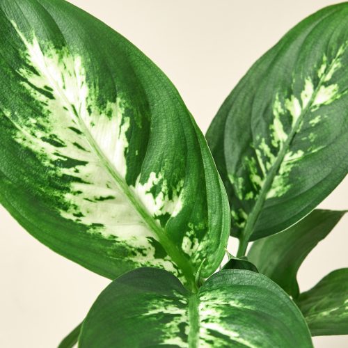 3 DIEFFENBACHIA CAMILLE 2