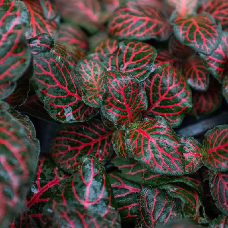 3 FITTONIA RED 2