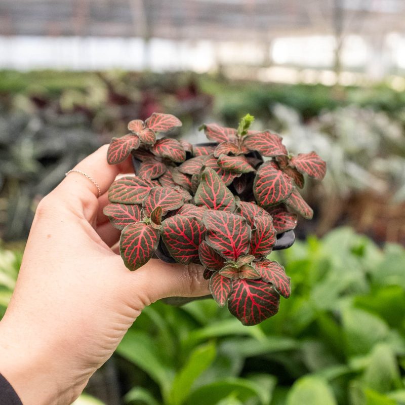 3 FITTONIA RED 4