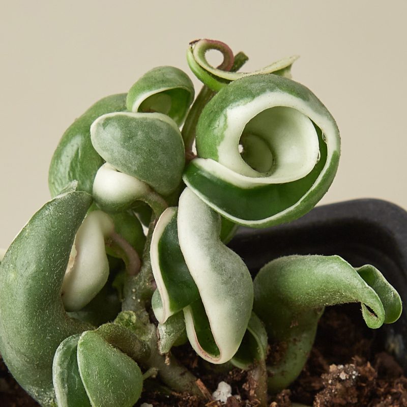 3 HOYA ROPEVARIEGATED 2