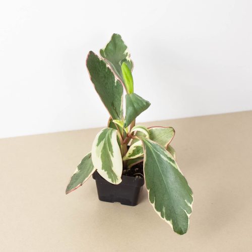 3 PEPEROMIA GINNY 1