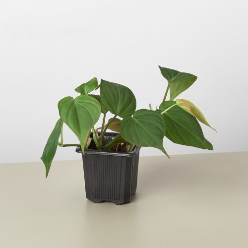 3 PHILODENDRON VELVET 1