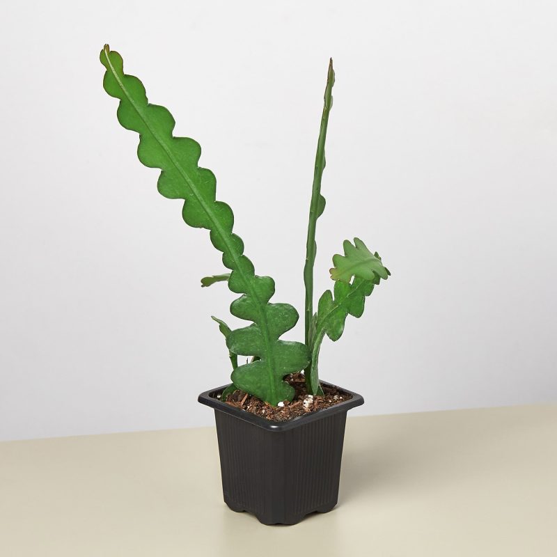 3 RICRACCACTUS 1