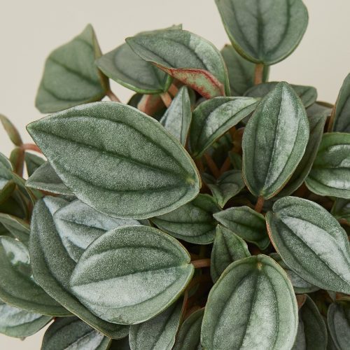 4 Peperomia NapoliNights DETAIL