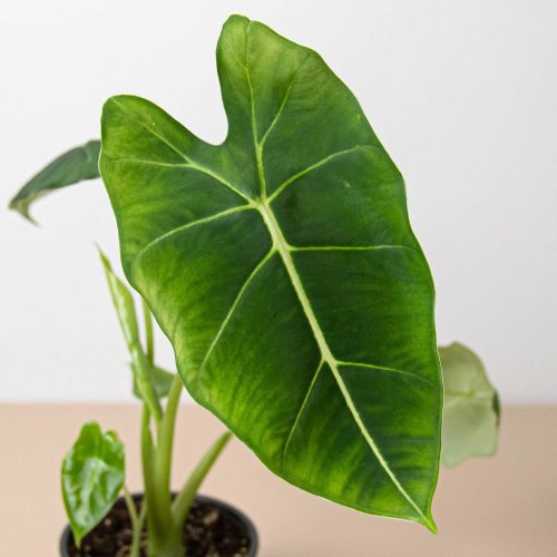 4 ALOCASIA FRYDEK 2