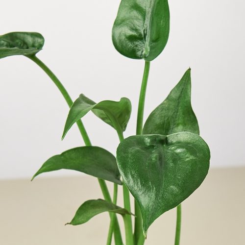 4 ALOCASIA TINYDANCER 2