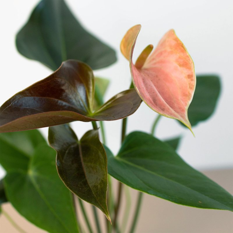 4 ANTHURIUM RAINBOW 2