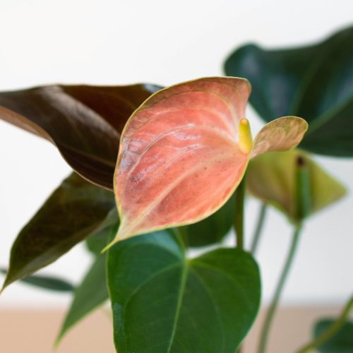 4 ANTHURIUM RAINBOW 2.1