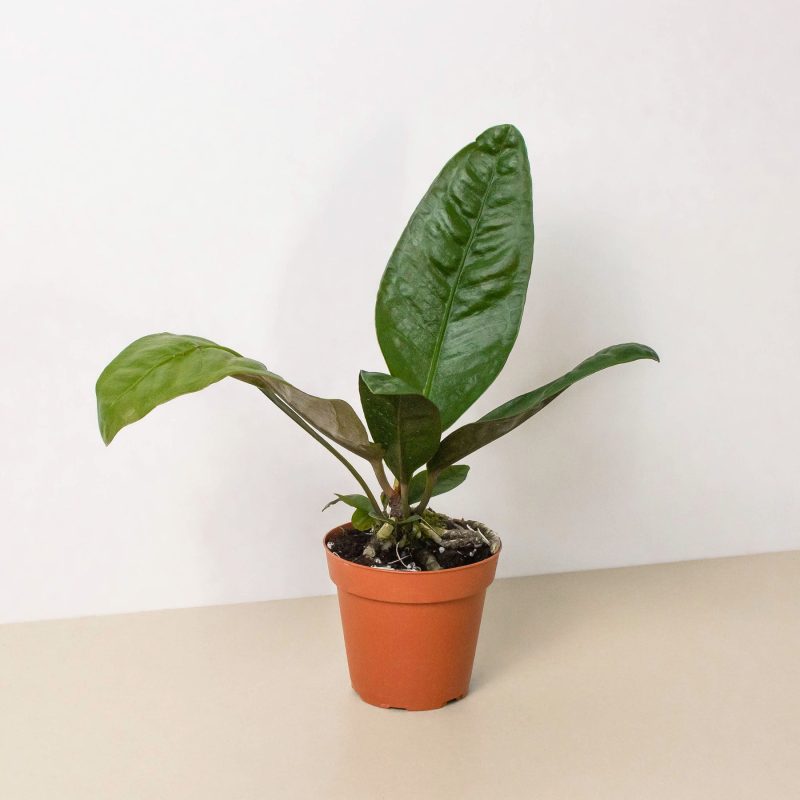 4 ANTHURIUM SUPERBUM 1