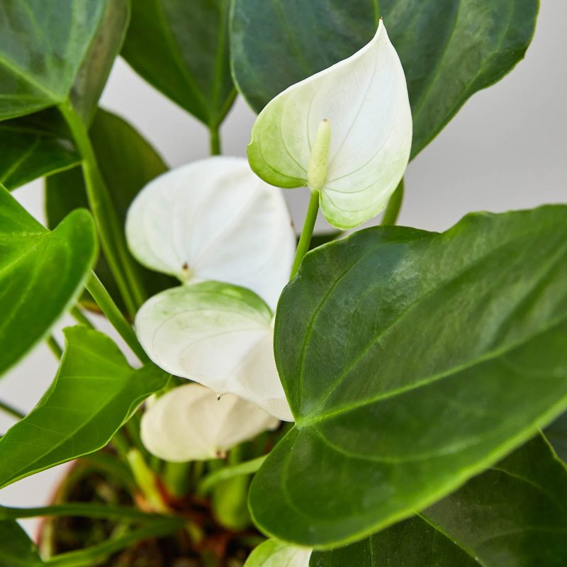 4 ANTHURIUM WHITE 2