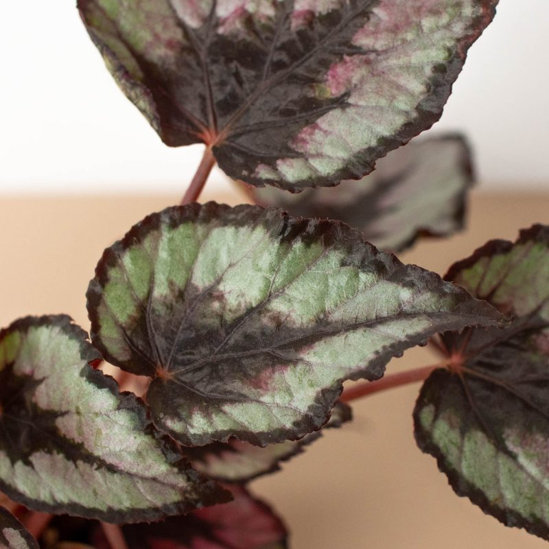 4 BEGONIA REX 2 045f3f3d d911 416b 8e8b 4027591fcf2f