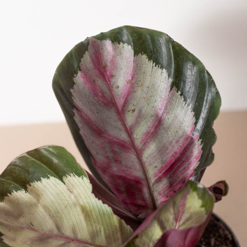 4 CALATHEA SILVIA 2