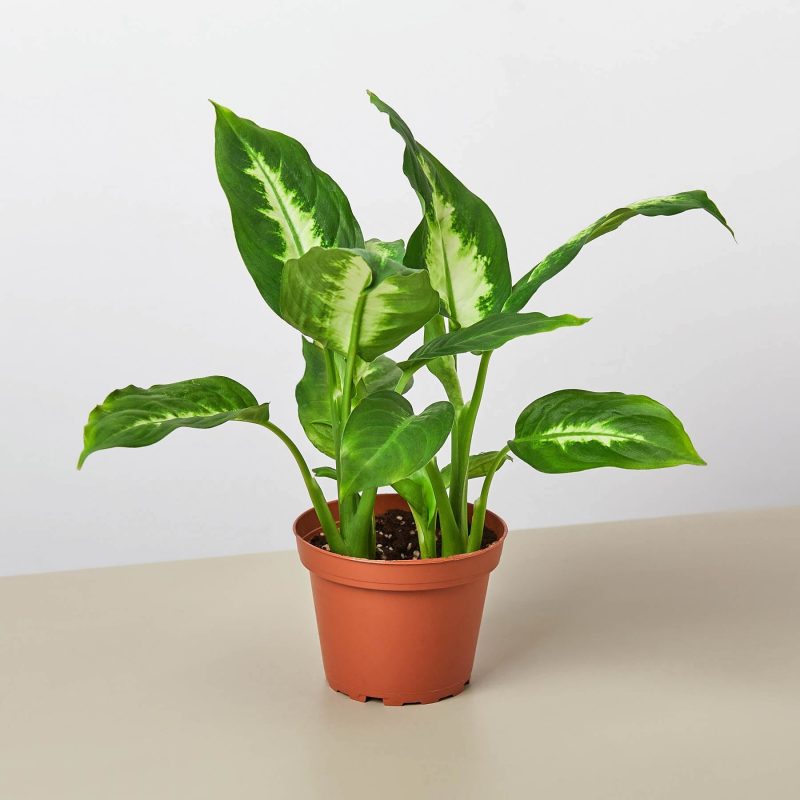 4 DIEFFENBACHIA CAMILLE 1