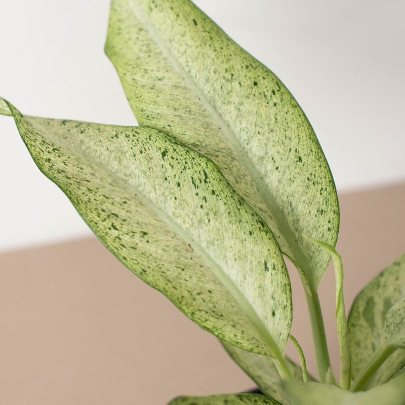 4 DIEFFENBACHIA CAMOUFLAGE 2