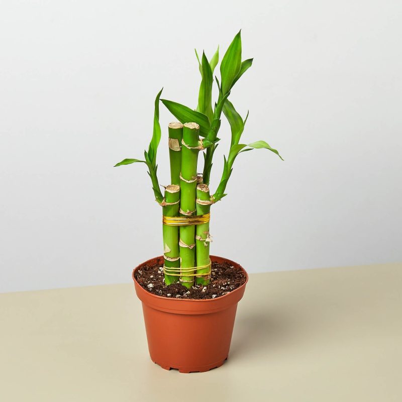 4 DRACAENA LUCKY.BAMBOO 1