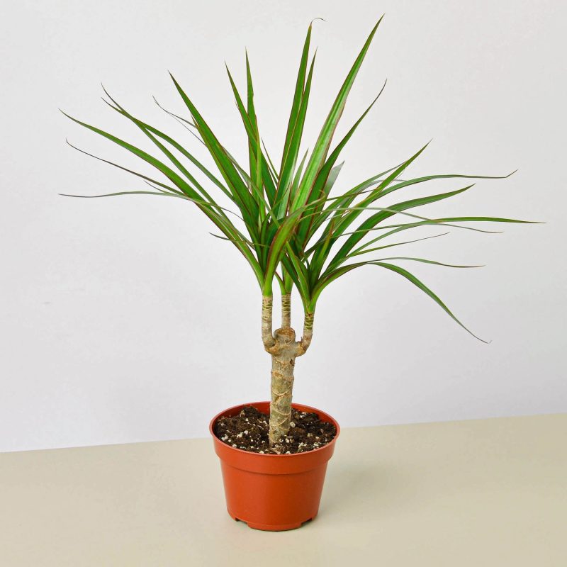 4 DRACAENA MARGINATA.CANE 1