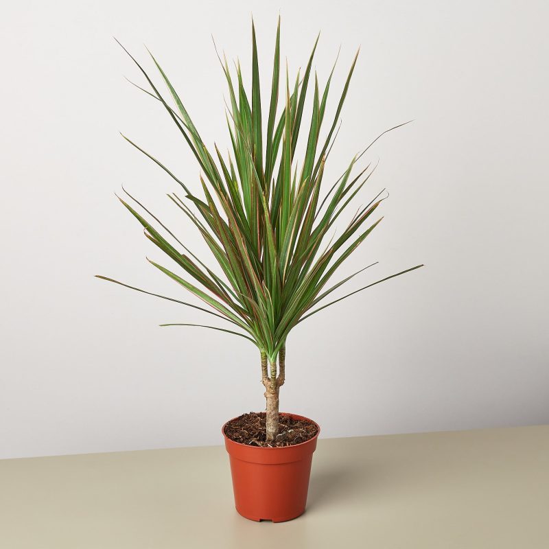 4 DRACAENA RED.MARGINEDMain