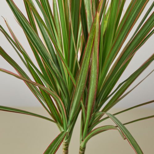 4 DRACAENA RED.MARGINED DETAIL