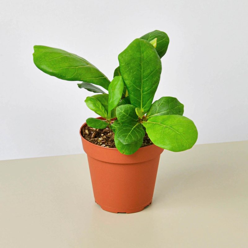 4 FICUS LYRATA 1