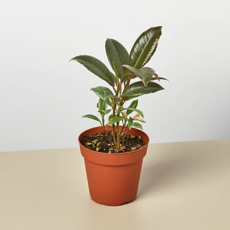 4 FICUS TINEKE 1copy