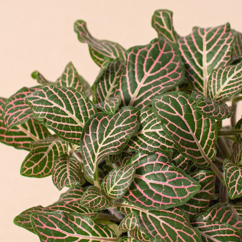 4 FITTONIA PINK 2