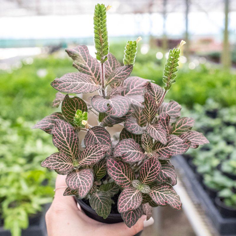 4 FITTONIA PINK 4