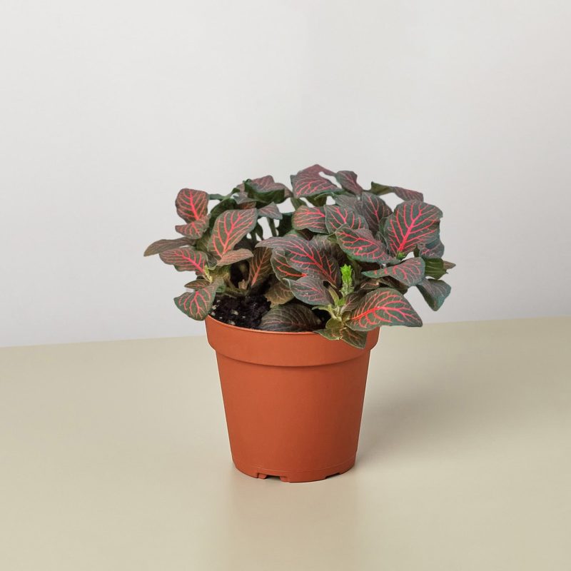 4 FITTONIA RED