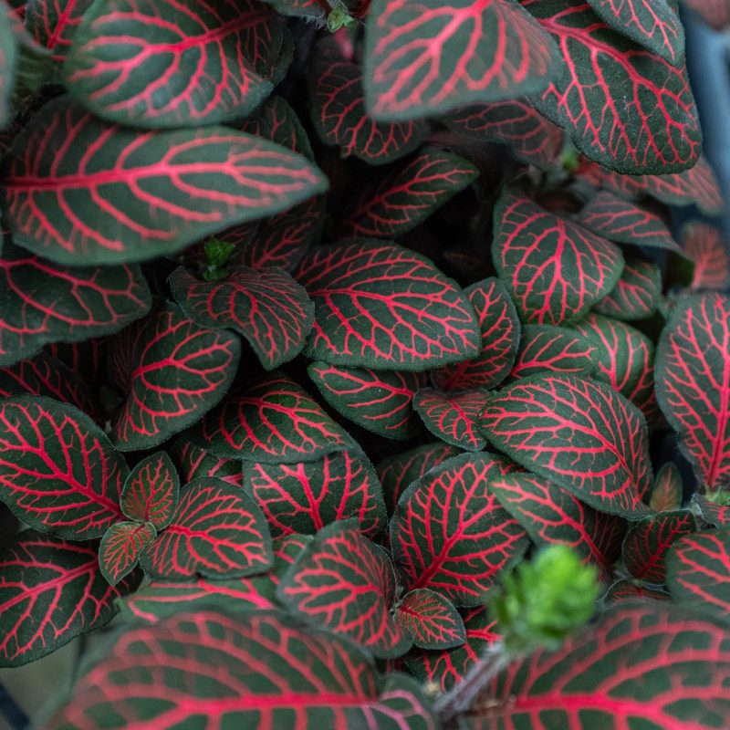 4 FITTONIA RED 2.1