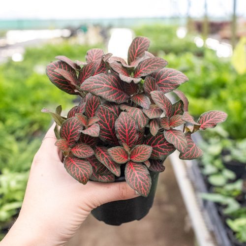 4 FITTONIA RED 4