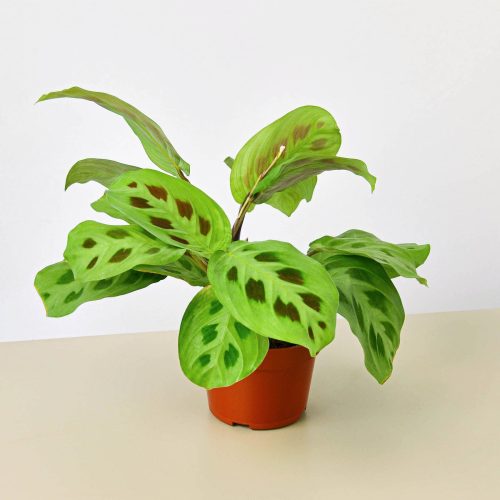 4 MARANTA LEUCONEURA 1