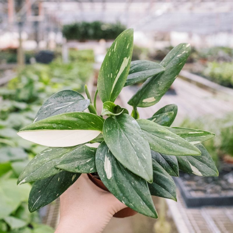 4 MONSTERA ALBO.VARIEGATED 4