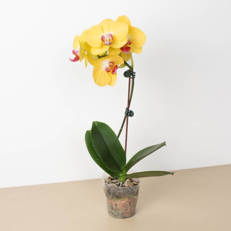 4 ORCHID PHALAENOPSIS YELLOW 1